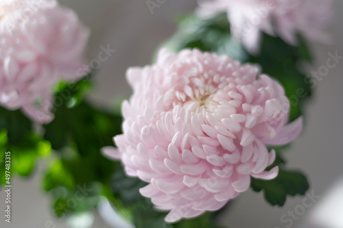 A bouquet of huge light pink chrysanthemum morifolium flowers © manuta