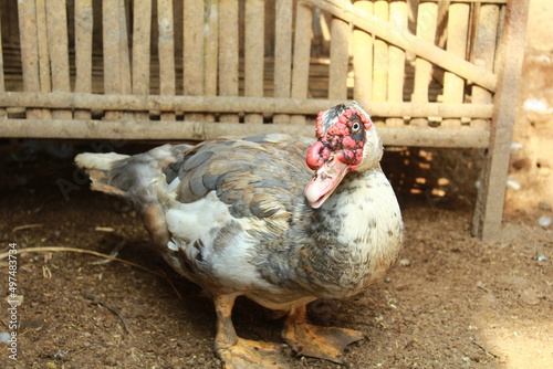 male duck with white and gray feathers and a cage made of bamboo