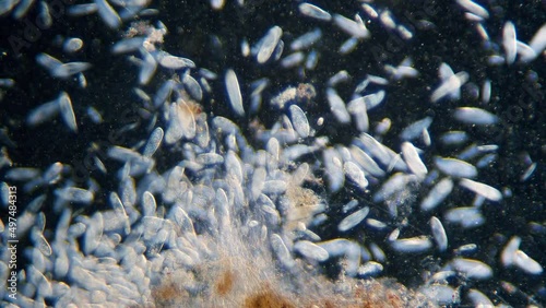 High density of unicellular paramecium  protozoa under microscope
