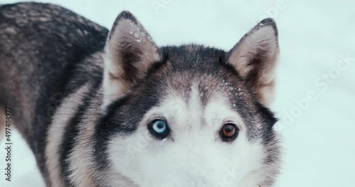 Large husky sled dog, a malamute on the street in winter. Close-up shooting, portrait. Multicolored eyes - heterochromia. The concept of sled dogs In the conditions of the Far North
