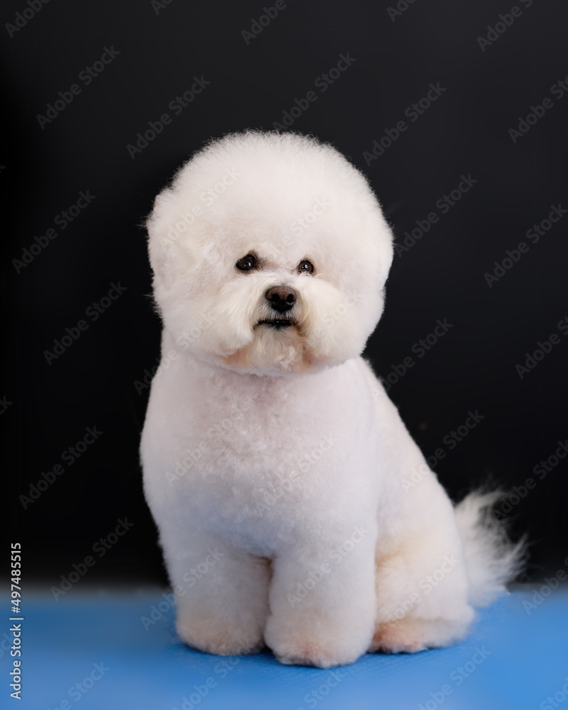 White dog Bishop Frieze is shorn according to the breed standard, vertical studio photo