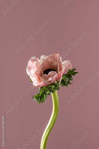 Pink white anemone single flower on pink background. Minimal nature concept, front view