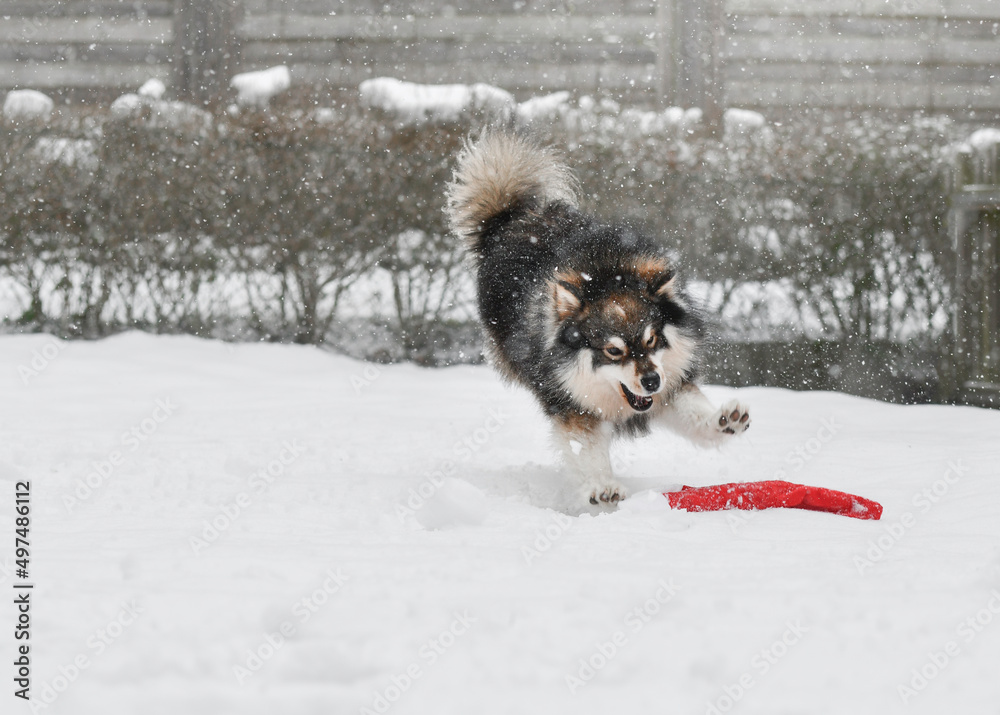 Portrait of a Finnish Lapphund dog outdoors