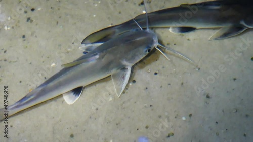 Tete sea catfish (Ariopsis seemanni) from above water