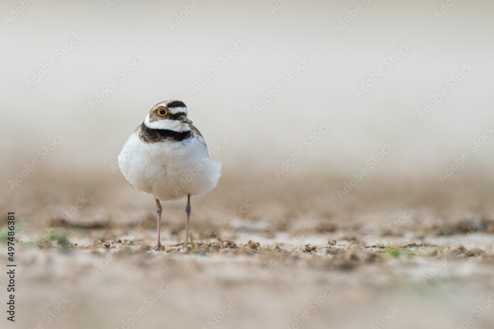 A little ringed plover (Charadrius dubius) A little ringed plover (Charadrius dubius)