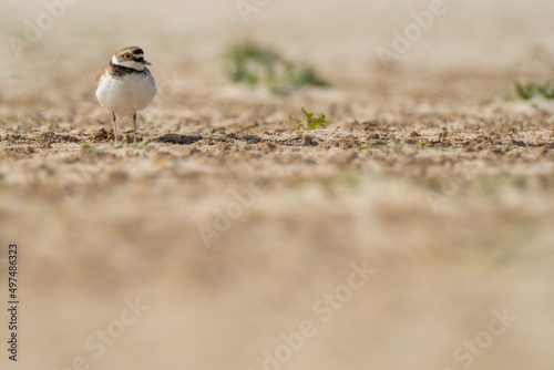 A little ringed plover (Charadrius dubius)