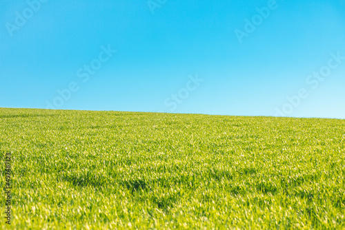 collina campo di erba verde con cielo azzurro