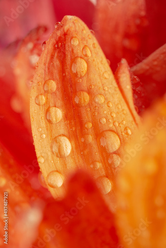 Rainbow astra flower close up. Colorful daisy background. Rainbow abstract surface.