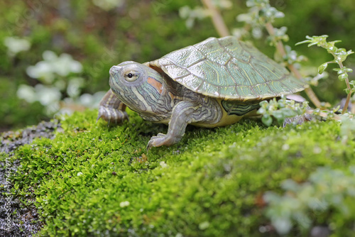 A young red eared slider tortoise is basking on a rock overgrown with moss before starting its daily activities. This reptile has the scientific name Trachemys scripta elegans.