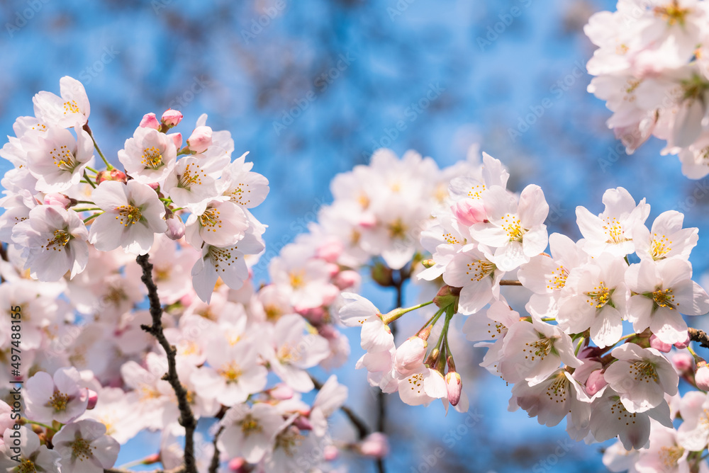 山あいに訪れた春 満開の桜 ソメイヨシノ