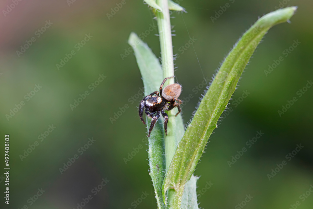 Fototapeta premium Jumping spider in the wild, North China