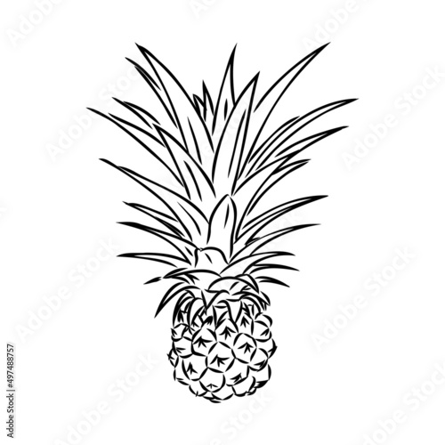 Fototapeta Naklejka Na Ścianę i Meble -  Image of pineapple fruit. Vector black and white illustration.