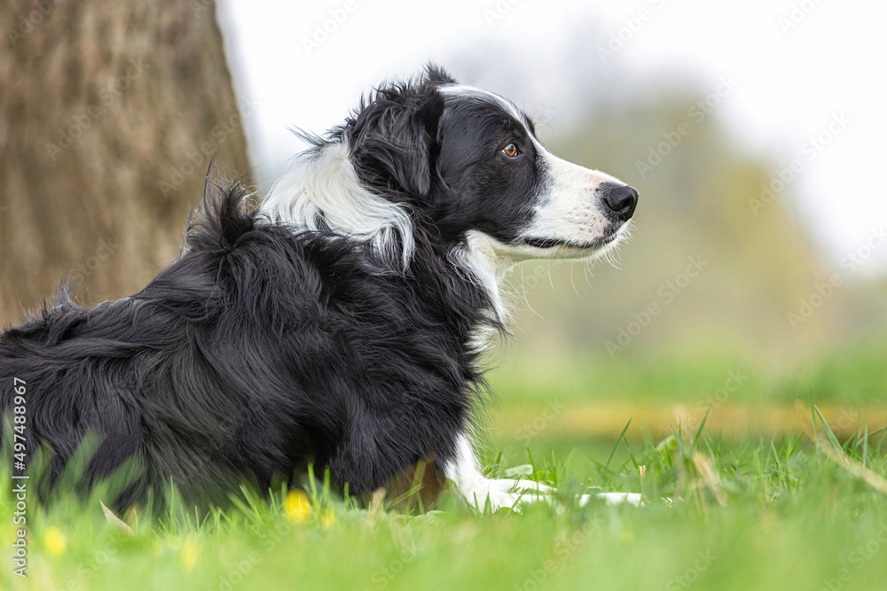 Portrait of a black and white border collie dog lying on a meadow outdoors