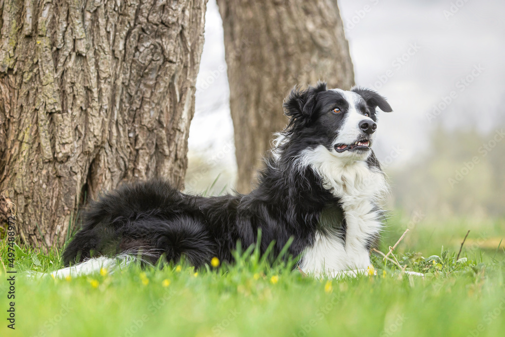 Portrait of a black and white border collie dog lying on a meadow outdoors