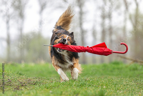 Fotografija Rainy days: Funny portrait of a tricolor border collie dog retrieving a red umbr