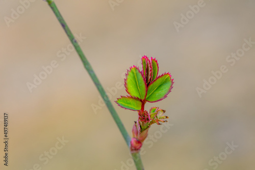 Close up photos of rose leaves