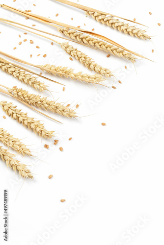 Ripe wheat ears and wheat grain isolated on white background