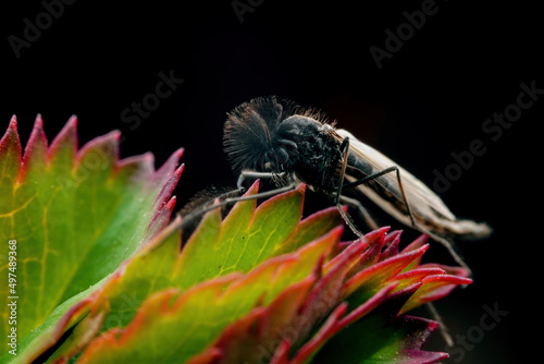 Chironomid inhabits in the wild, North China photo