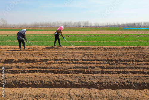 Farmers are covering the soil with ginger on the farm, North China