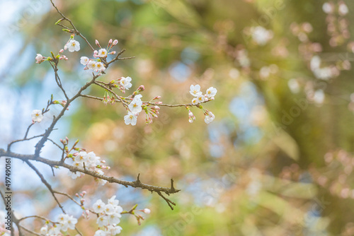 桜、初春 