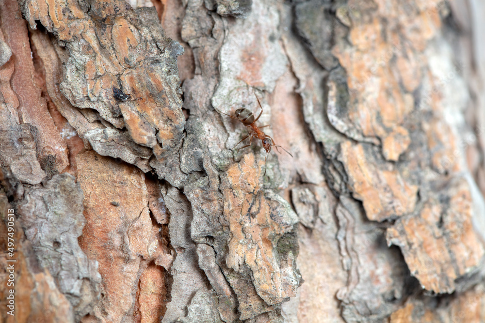 Ants on pine bark, macro photo Ants on pine bark, macro photo