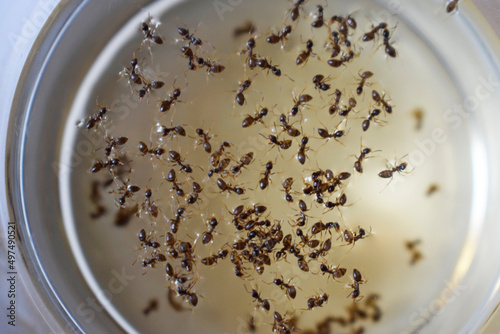 Lots of floating ants in a glass of apple juice. View from above.