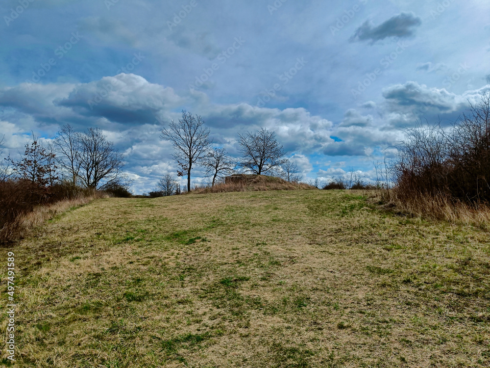 tree in the field close to old bunker