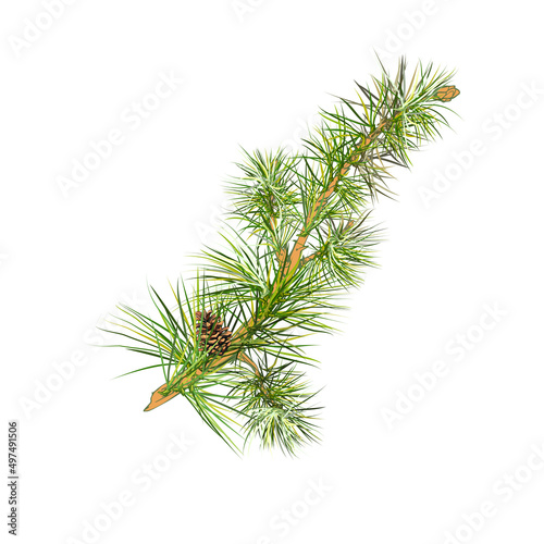 spruce, pine green branch with needles and a brown cone spruce, pine branch with green needles and a brown cone on a white background