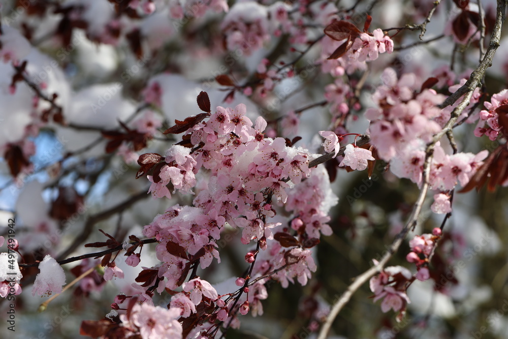 Blossoming cherry in the snow. Winter has returned. Blossoming cherry in the snow. Winter has returned.
