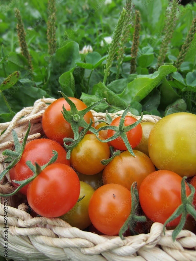 Red, orange, greenish cherry tomatoes with stalks, in a small basket on a background of grass.