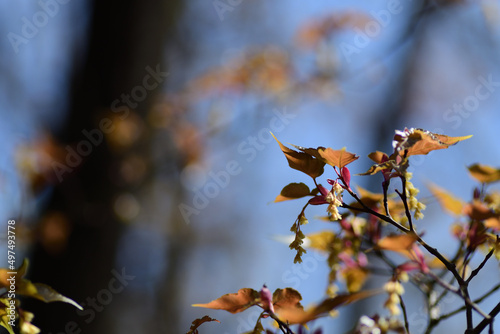 春の花 ウリカエデの黄色い花（埼玉県/4月）