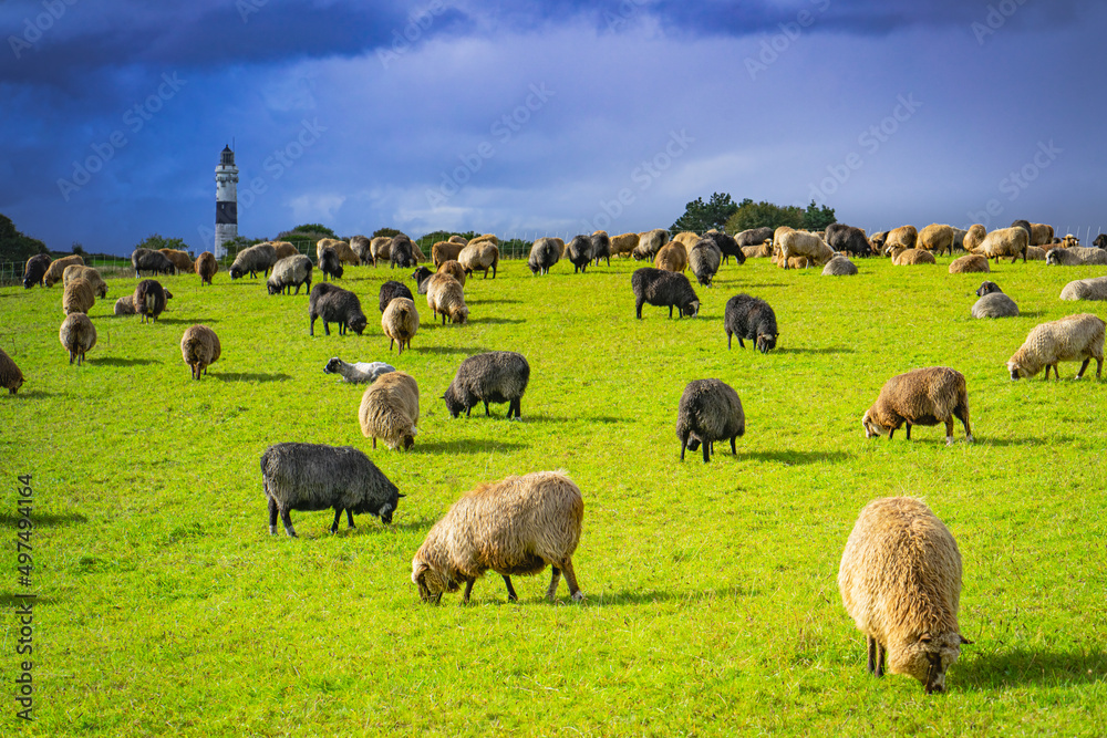 Sheep graze in a sunlit meadow against a dramatic sky background