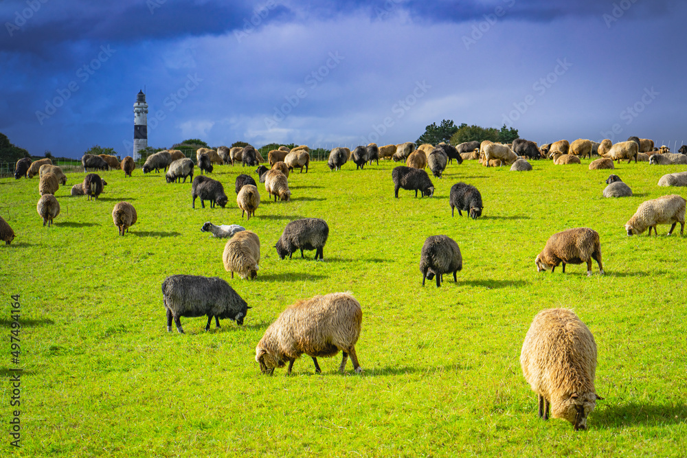 Obraz premium Sheep graze in a sunlit meadow against a dramatic sky background