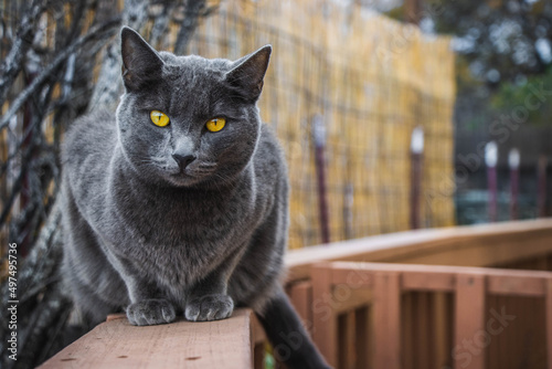 Foto Closeup of the gray cat with yellow eyes on the wooden handrail.