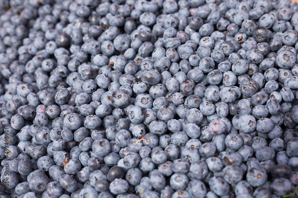 delicious berries blueberry texture background delicious berries blueberry texture background