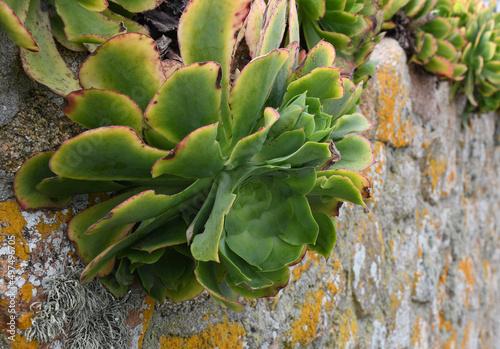 Succulent plants growing on a granite wall on St Agnes The Isles of Scilly Cornwall photo