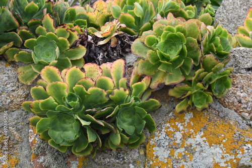 Succulent plants growing on a granite wall on St Agnes The Isles of Scilly Cornwall