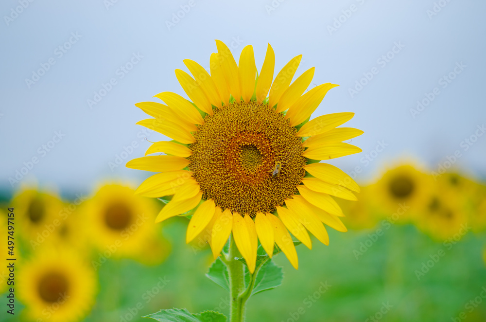 sunflower on the field