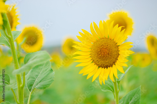 sunflower on the field
