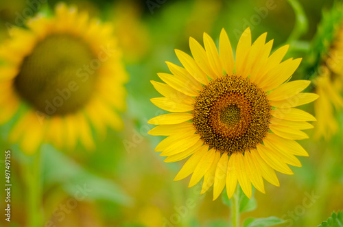 sunflower on the field