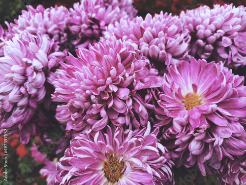 Tableau sur toile Closeup shot of purple chrysanthemums