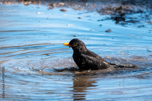 blackbird sitting in a puddle in the countryside