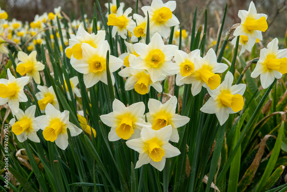 bright yellow daffodils a sign of spring