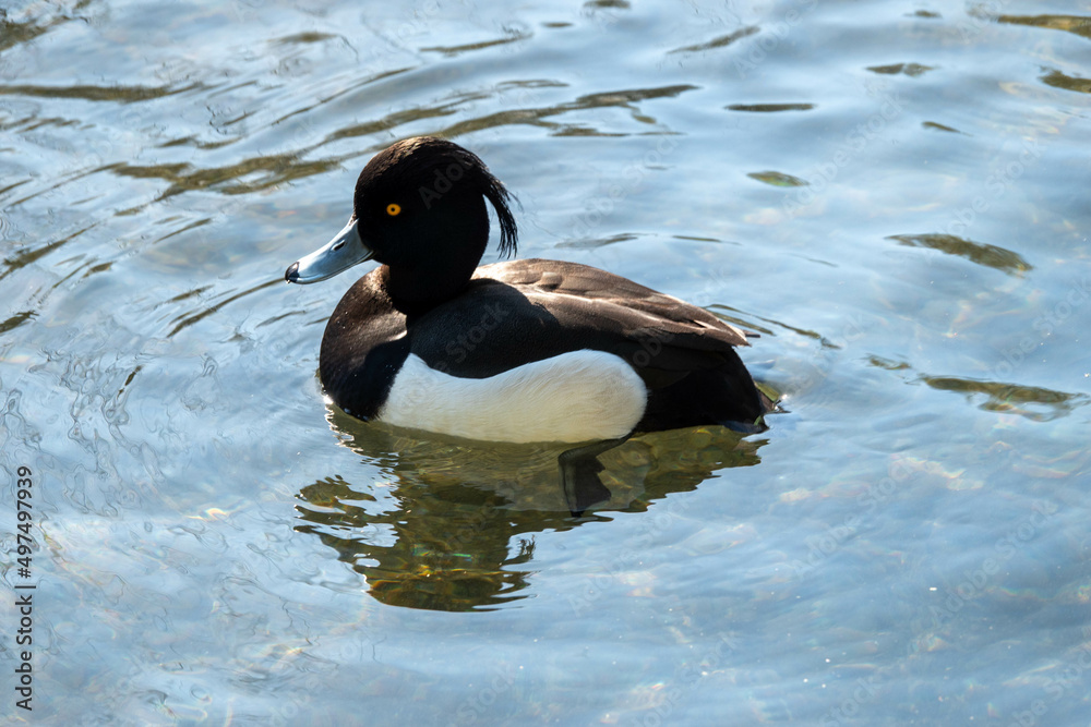 Obraz premium the tufted duck a medium sized diving duck