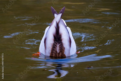 Tail-plane of drake looking for a food under water on lake photo