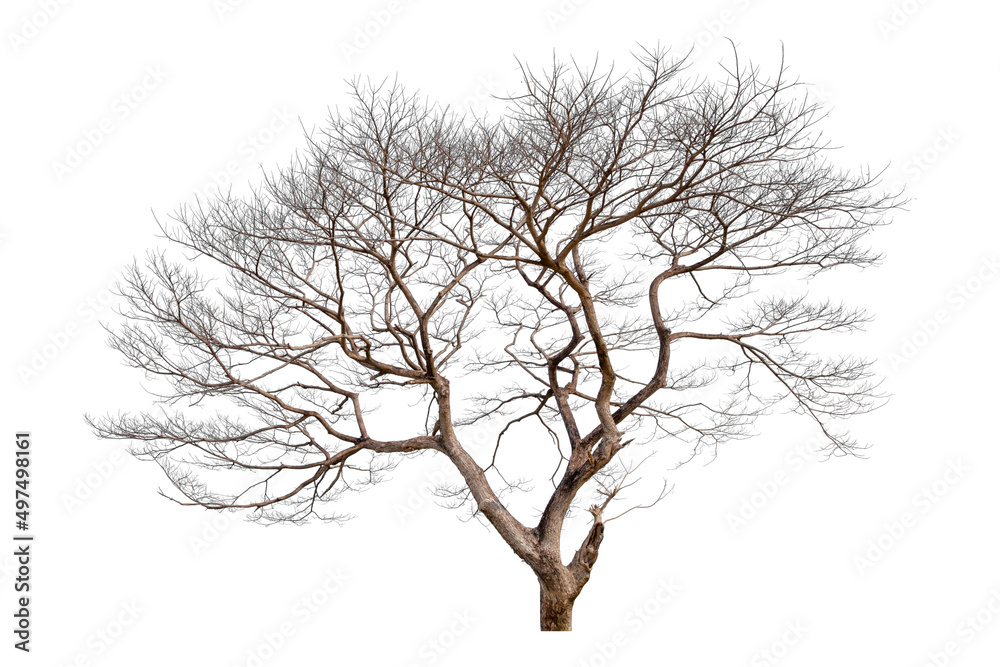 Dead tree isolated on a white background, clipping path Dead tree isolated on a white background, clipping path