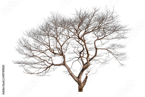 Dead tree isolated on a white background, clipping path