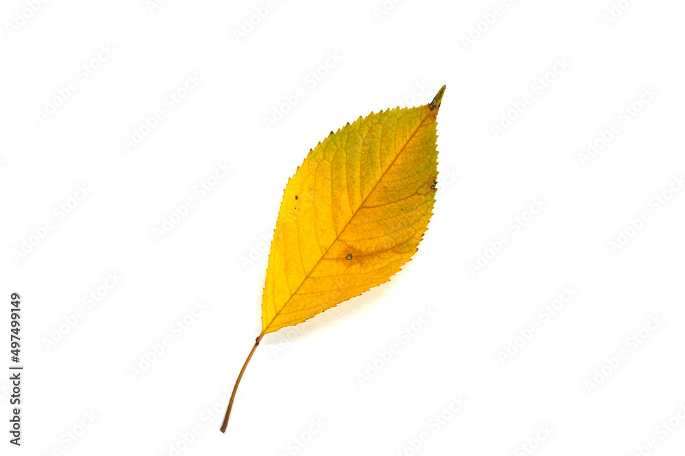 Yellow hornbeam leaf on a white background Yellow hornbeam leaf on a white background
