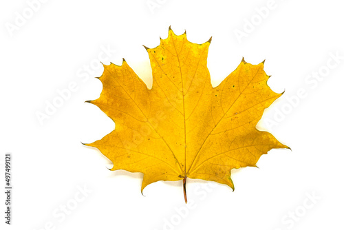 Yellow maple leaf close up on a white background