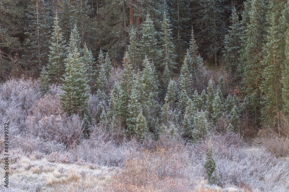 Winter landscape of frosted meadow and ponderosa pines, San Juan Mountains, Colorado, USA Winter landscape of frosted meadow and ponderosa pines, San Juan Mountains, Colorado, USA